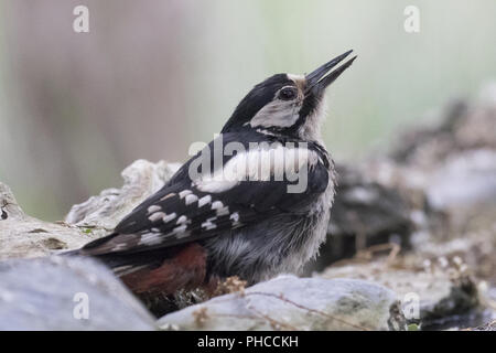 Great spottet woodpecker Stock Photo