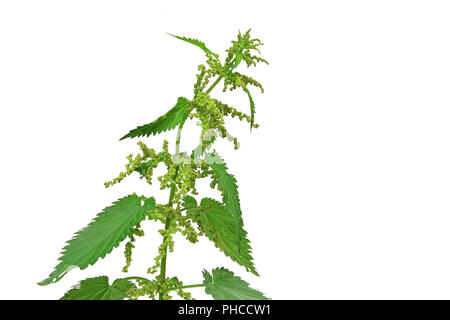 Stinging nettle (Urtica dioica) Stock Photo