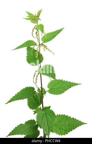 Stinging nettle (Urtica dioica) Stock Photo