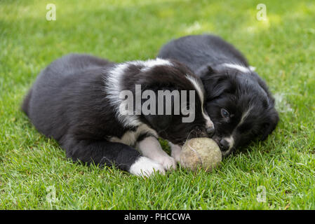 Cute puppies playing in the meadow Stock Photo