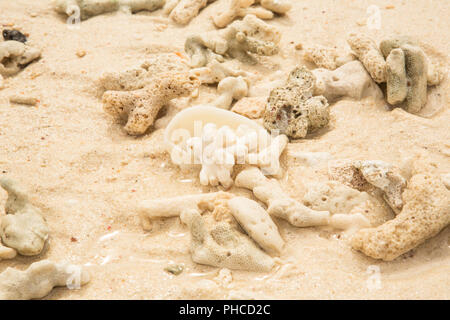 Coral and sea shell on a sand Stock Photo