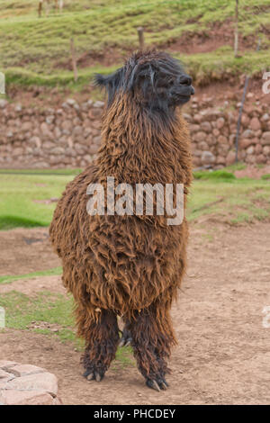 ALPACA SURI Stock Photo