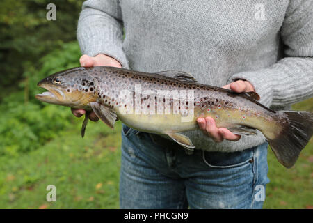 Presentation of a brown trout, Salmo trutta fario Stock Photo
