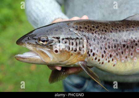 Presentationof a brown trout, Salmo trutta fario Stock Photo