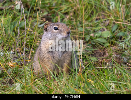 Uinta ground squirrel (Urocitellus armatus) portrait, Yellowstone National Park, Wyoming, USA Stock Photo