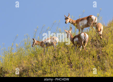 Pronghorn (Antilocapra americana) family grazing on the hill  in highland prairie, Yellowstone National Park, Wyoming, USA