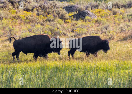 American bison (Bison bison) male chasing female during rut season, Yellowstone National park, Wyoming, USA. Stock Photo