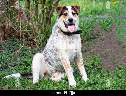 My Blue Heeler / Australian Cattle Dog, Dalmatian Mix puppy, Rex in the backyard having a good time being a goofball and posing! Stock Photo