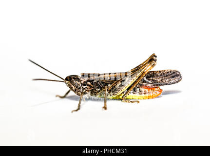 Grasshopper, cricket Stock Photo