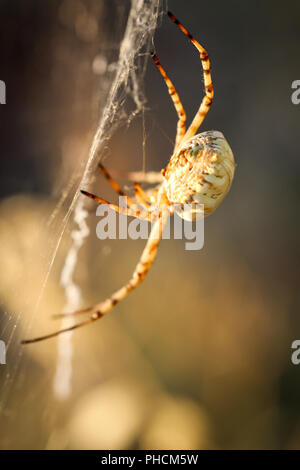 Argiope lobata, a spider web spider Stock Photo