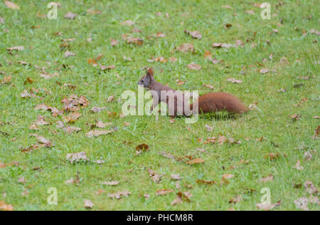 squirrel eats nuts Stock Photo
