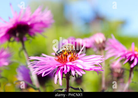 a bee sits on the aster and collects nectar Stock Photo