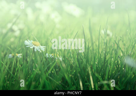 daisies in grass Stock Photo