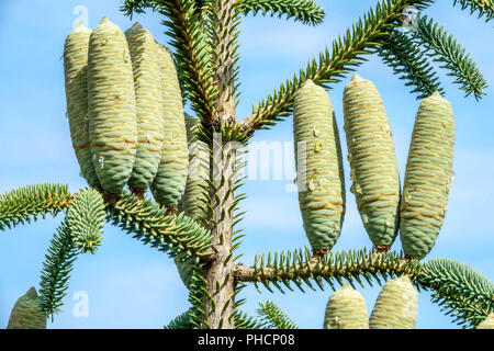 Spanish fir Abies pinsapo cones Stock Photo