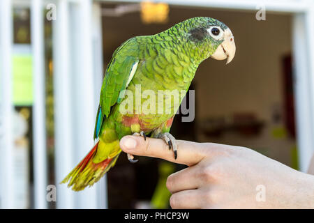 green Amazon parrot sits on the hand Stock Photo