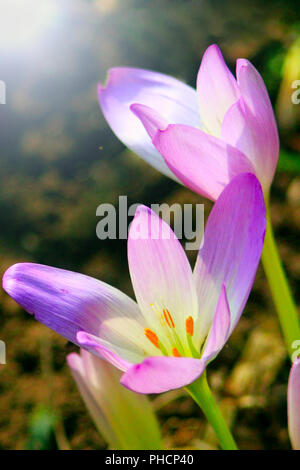 flowers of colchicum autumnale in the sunny rays Stock Photo