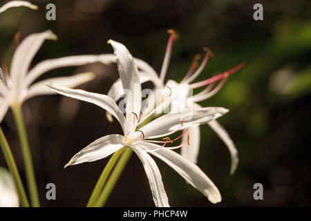 White Swamp lily flower Crinum americanum Stock Photo