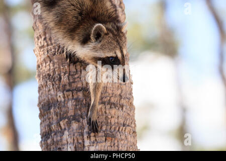 Raccoon Procyon lotor forages for food Stock Photo