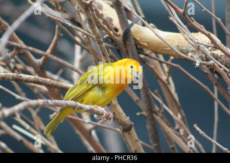 Golden Palm Weaver Bird perched on a branch Stock Photo