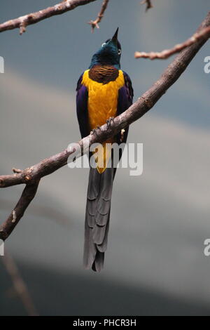 Golden Breasted Starling perched on a branch Stock Photo