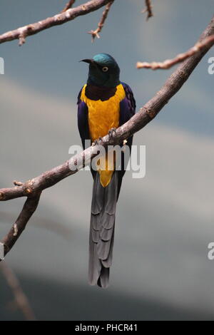 Golden Breasted Starling perched on a branch Stock Photo