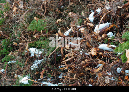 sawn trees under snow, logging in winter Stock Photo