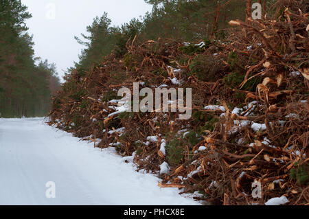 sawn trees under snow, logging in winter Stock Photo