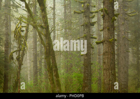 Douglas firs in fog at Hebo Lake, Siuslaw National Forest, Oregon Stock Photo