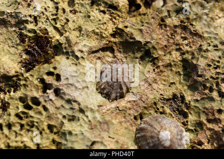 Common limpet snail (Patella vulgata) on a rock.