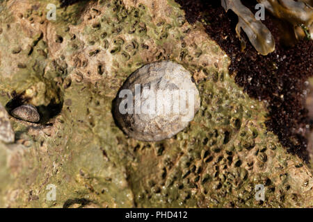 Common limpet snail (Patella vulgata) on a rock.