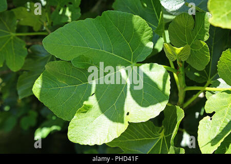 fig tree leaf (Ficus carica) Stock Photo