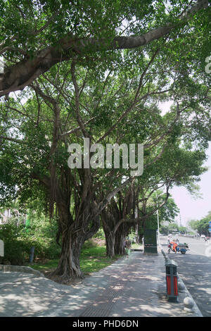 Huge exotic deciduous tree with airy roots in street Stock Photo