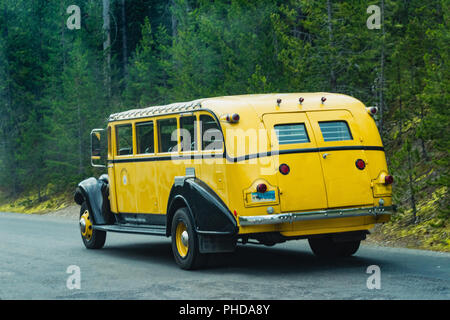 The famous Yellow bus in Yellowstone National Park on the road with forest in background Stock Photo