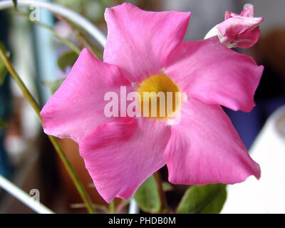 'Cream Pink, Sundaville Red' Brazilian Jasmine, Bägarranka (Dipladenia sanderi) Stock Photo