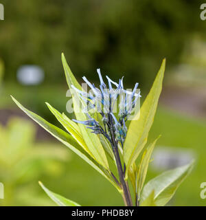 Eastern Bluestar, Amsonia (Amsonia tabernaemontana) Stock Photo