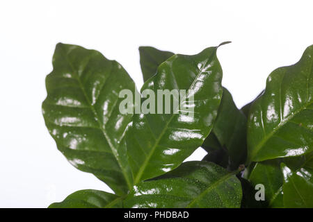 Arabian coffee, Arabiskt kaffe (Coffea arabica) Stock Photo