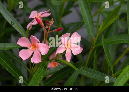 'Salmon' Oleander, Nerium (Nerium oleander) Stock Photo