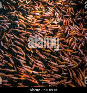 School of goldfishes, Madu Ganga, Sri Lanka Stock Photo