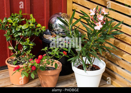 'Salmon' Oleander, Nerium (Nerium oleander) Stock Photo