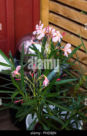 'Salmon' Oleander, Nerium (Nerium oleander) Stock Photo