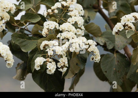Flowers of Sudan Teak (Cordia africana) Stock Photo
