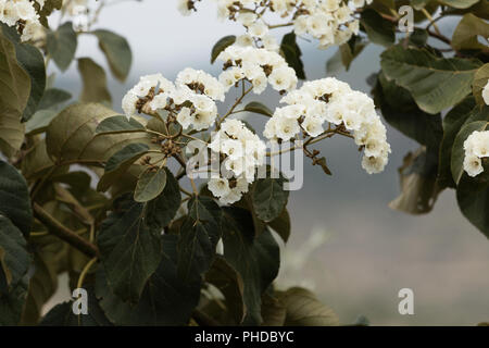 Flowers of Sudan Teak (Cordia africana) Stock Photo