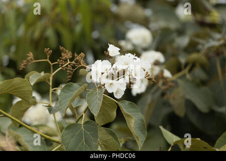 Flowers of a White Kalanchoe (Kalanchoe marmorata) Stock Photo