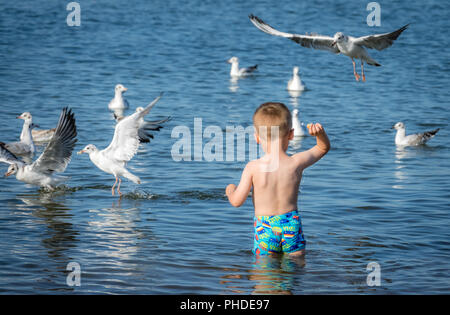 Little caucasian boy feeding seagulls Stock Photo