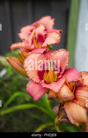 close up of hemerocallis Stock Photo