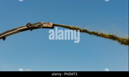 Corn harvest, corn forage harvester in action Stock Photo