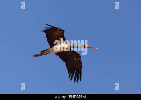 Black stork (Ciconia nigra) in flight with a blue sky. Stock Photo