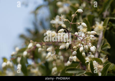 Flowers of Traveller's Joy (Clematis brachiata) Stock Photo