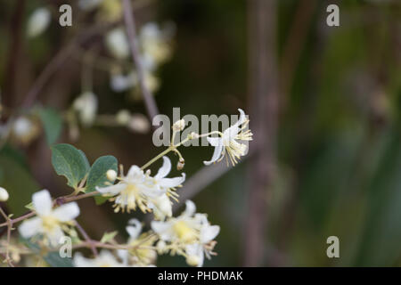 Flowers of Traveller's Joy (Clematis brachiata) Stock Photo