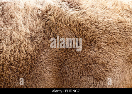 brown bison skin during molting, close-up of an ungulate animal Stock Photo